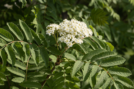 Branch of white rowan flowers with g, a Nature Photo by Illustrations&photos
