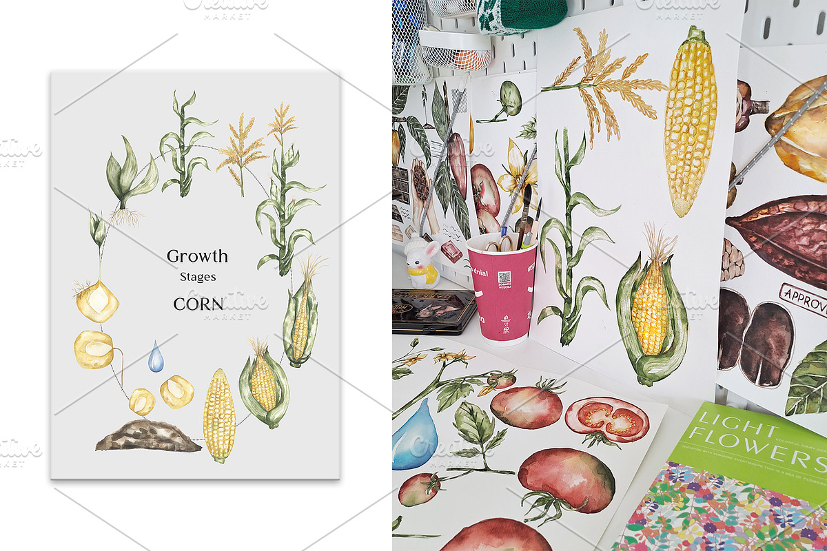 Watercolor Plant Life Cycle, an Education Illustration by MayaNavits (Photo 9 of 17)