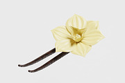 Vanilla flower, an Object 3D Model by fahad121 (Thumbnail 1 of 5)