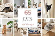 Cat Stock Photos Bundle, an Animal Photo by Selenique Studio (Thumbnail 1 of 12)