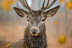 Majestic deer stands still in a forest with falling leaves during autumn mornin, an Animal Photo by Byrdyak
