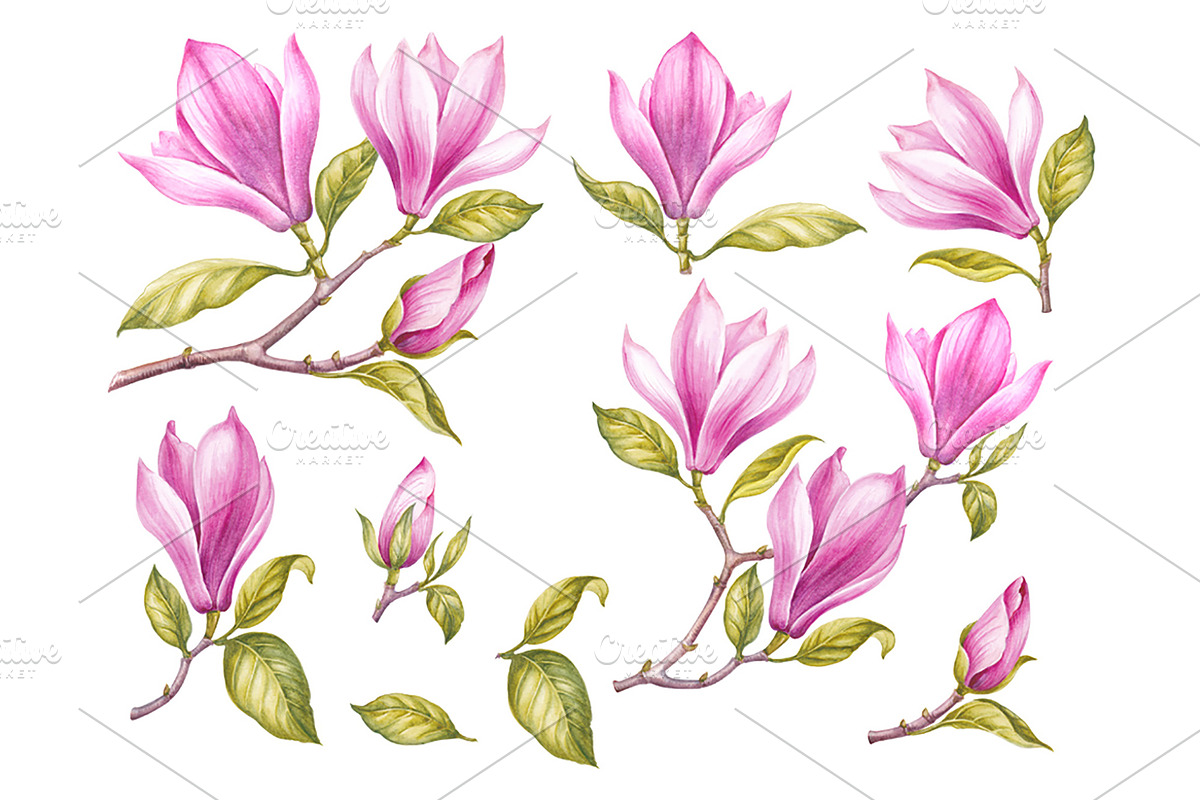 Watercolor of Blooming Magnolia, a Decorative Illustration by Kotkoa (Photo 4 of 5)