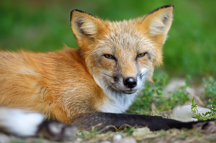 Red fox containing animal moose wildlife wild mammal antler nature bull male, an Animal Photo by Byrdyak