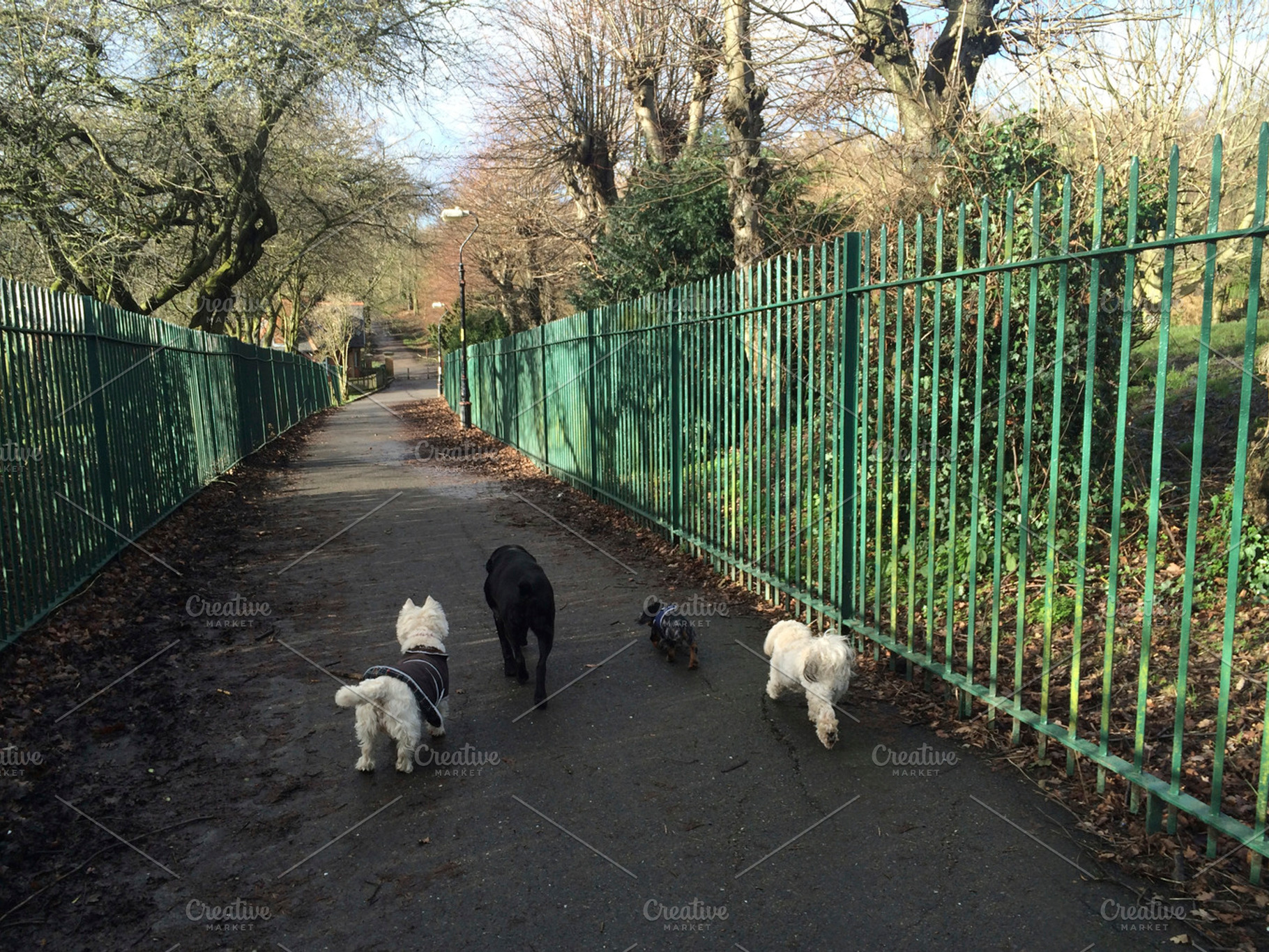 Dogs Walking Down Path