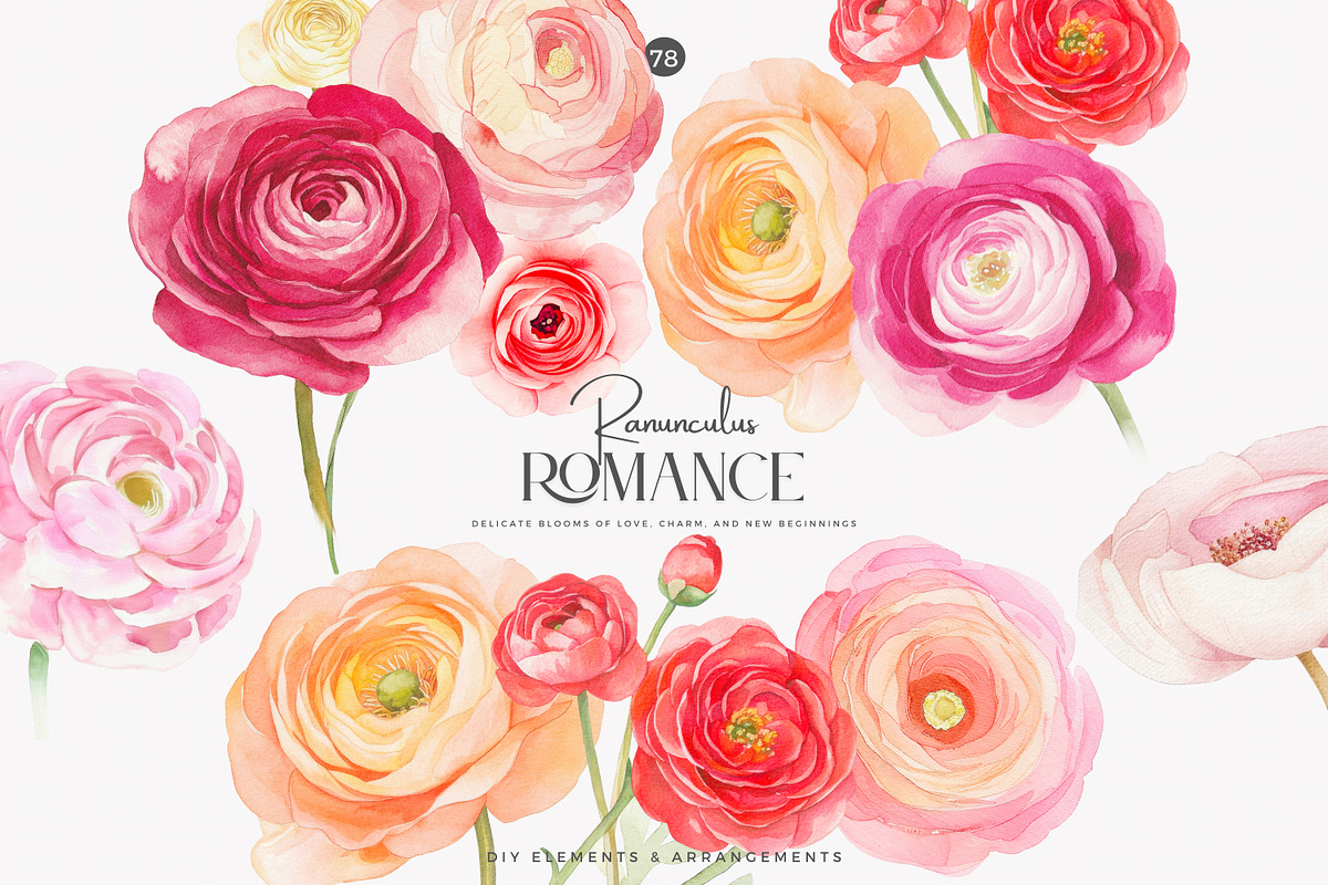 watercolor ranunculus clipart set, a Decorative Illustration by Patishop Art (Photo 2 of 10)