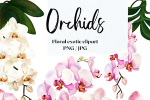Orchids flower pattern and elements