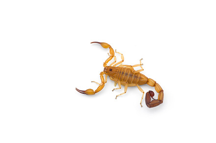 Yellow deadly dangerous scorpion, an Animal Photo by AnimalArt