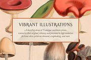 75 Vintage Mushroom Ephemera Artwork, a Decorative Illustration by The Object Atlas (Thumbnail 2 of 7)