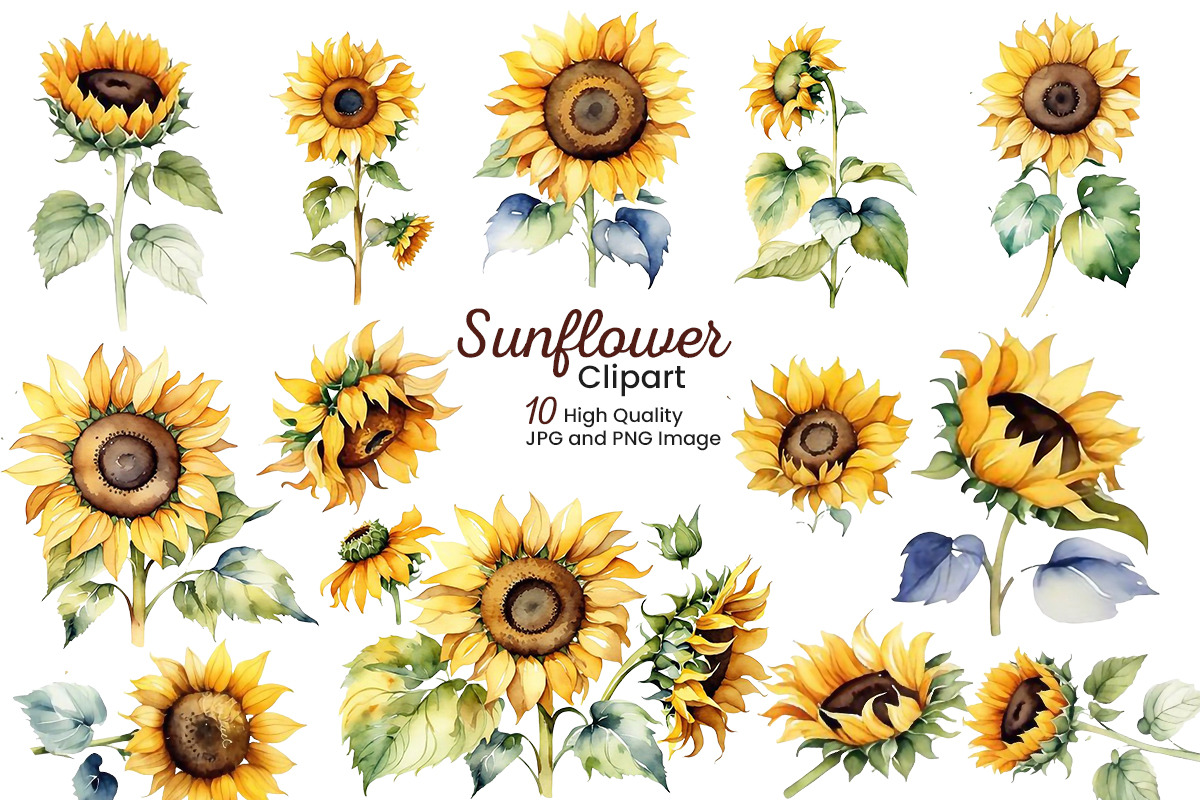 Sunflower clipart set, a Background Graphic by Pixeness