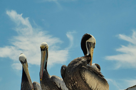 Pelicans resting on a sunny day
