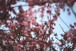 Blossom Rain