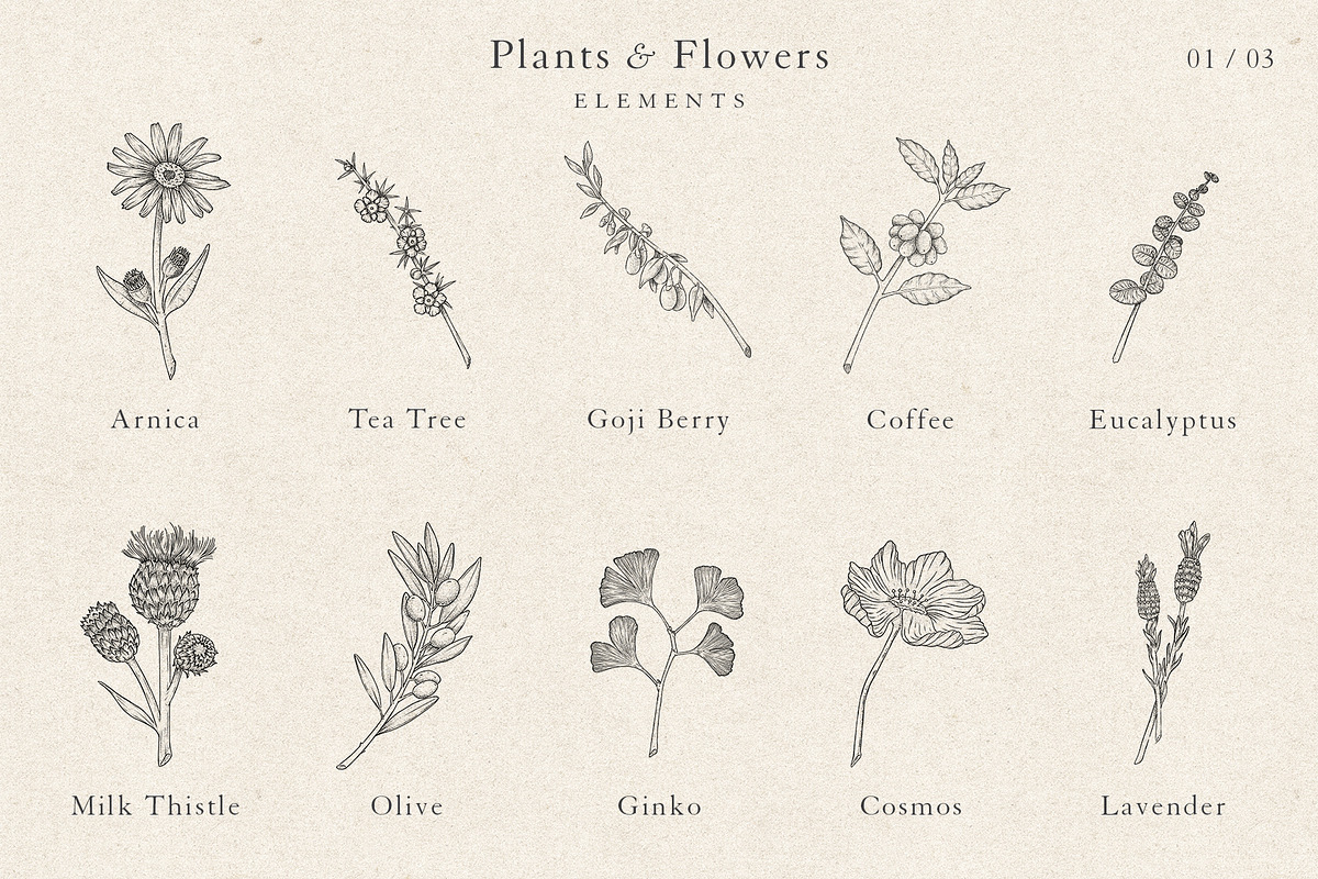 Plants & Flowers Collection, a Decorative Illustration by Sinclair Creative Agency (Photo 4 of 8)