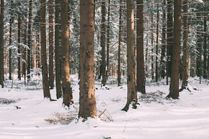 Snow forest featuring forest, snow, and weather