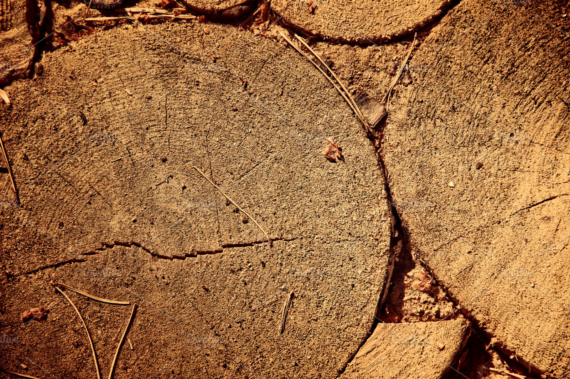 Summer pine tree wood