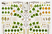 3 Botanical Knolling Elements Pack, an Education Illustration by StockVerse Creative (Thumbnail 3 of 4)