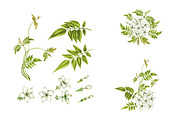Floral patterns. Jasmine, a Pattern Graphic by MarinaVorontsova (Thumbnail 2 of 3)