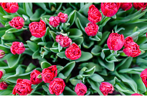 Colorful tulips at the keukenhof the netherlands containing netherlands, a Nature Photo by Leonid Andronov