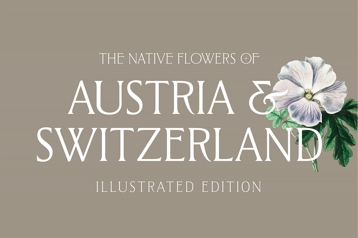 West and Olives (6 fonts + variable), a Font by The Old Type Foundry (Photo 11 of 12)