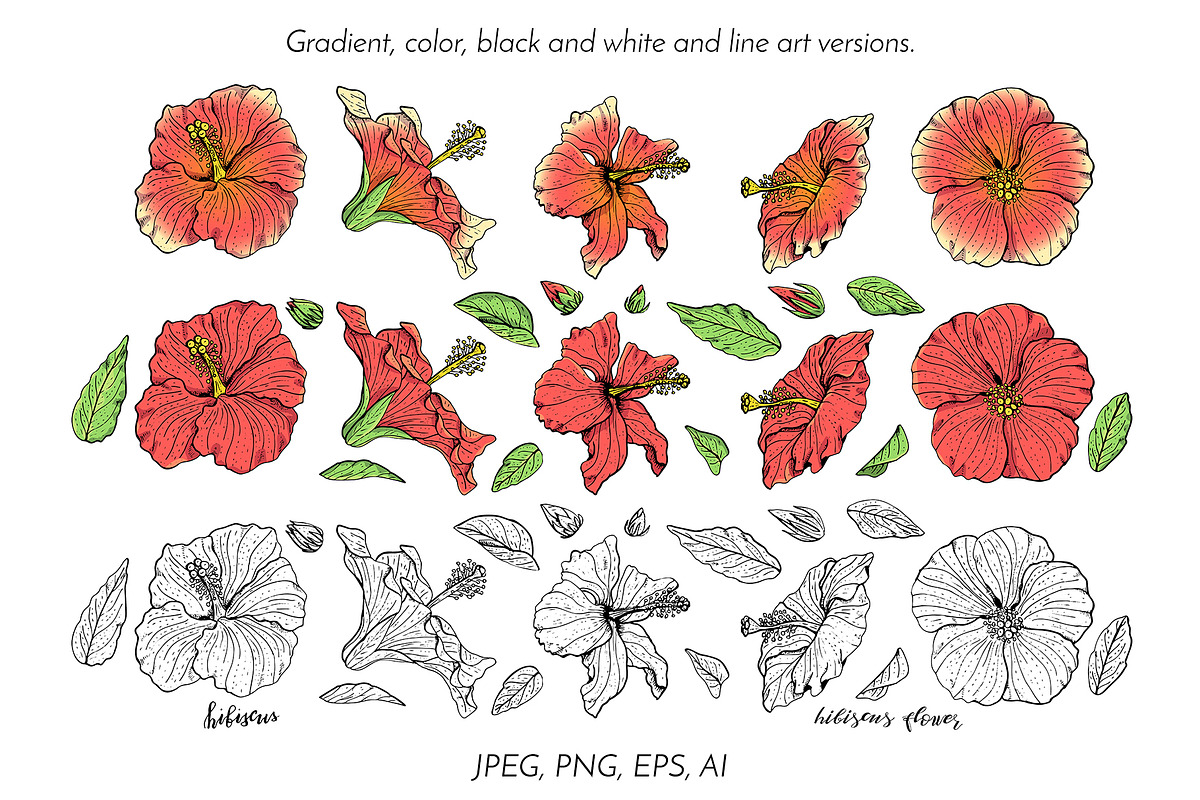 Hibiscus Flower Ink Line Art Drawing, an Object Graphic by Rose Design (Photo 2 of 11)