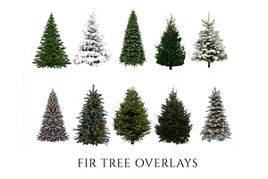 Fir Tree Overlays, Christmas, PNGs