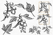 Blackcurrant in botanical style, an Illustration by Ann Astro (Thumbnail 5 of 7)