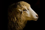 Portrait of a Sheep Illustration, an Animal Illustration by Digital Art Downloads (Thumbnail 2 of 3)