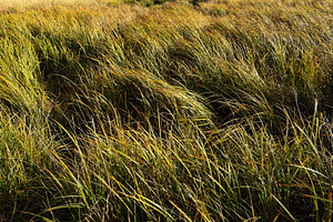 Swaying grasses in a sunlit field near London, UK, a natural outdoor landscape, a Nature Photo by AS photostudio