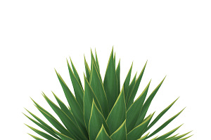 Agave