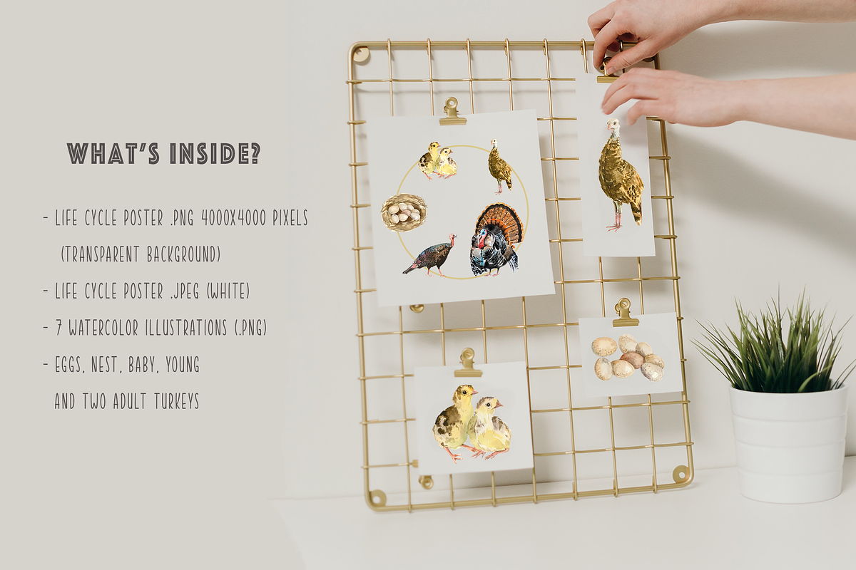 Turkey Life Cycle Clip Arts & Poster, an Illustration by Tati Bordiu (Photo 4 of 4)