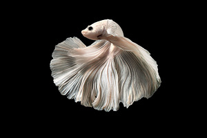 Siamese betta fish containing betta fish, betta, and salamander