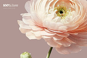 Flowers - watercolor illustrations, a Decorative Illustration by AI Crafted Magnolia (Thumbnail 3 of 13)