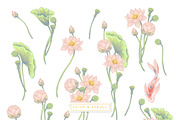 LOTUS- patterns & motifs, a Decorative Illustration by Liiafis (Thumbnail 12 of 17)