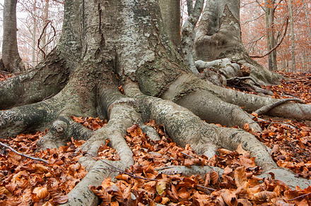 Roots in a beech forest featuring nature, tree, and forest