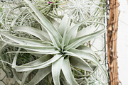 The Airplant Collection, a Nature Photo by Greenleaf Images (Thumbnail 4 of 7)