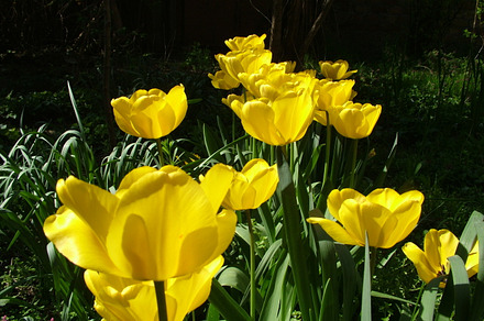 Yellow and red tulip flowers featuring flower, bloomm, and nature preview 6