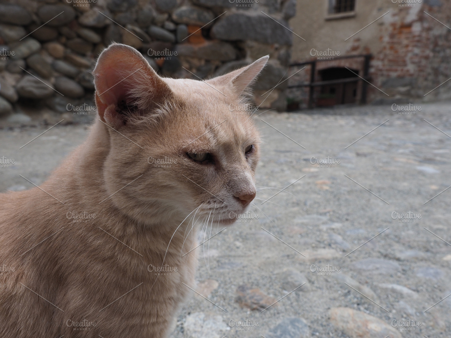 orange tabby cat, a Photo by WorldPhotos