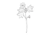 Common Mallow Wild Plant Drawing, a Decorative Illustration by patrimonio (Thumbnail 1 of 3)