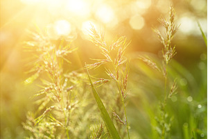 Natural abstract sunny background, an Abstract Photo by Nature and travel