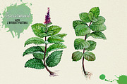 North American Herbs, a Food Illustration by Graphobia (Thumbnail 8 of 21)