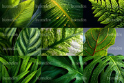 160 Plant Leaves Stock Photos, a Nature Photo by Incomelion (Thumbnail 11 of 15)