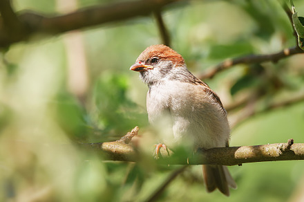 closeup of a House sparrow standing
