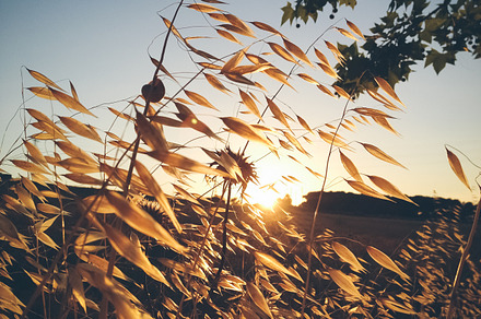 Spikelets of oats containing oat, field, and muesli, a Nature Photo by OSORIOartist