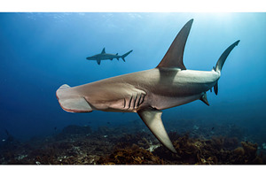 Closeup of a hammerhead shark, an Animal Photo by Igor Tichonow