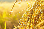 Golden Rice Field at Sunset, a Photo by LOGOCREATIVE (Thumbnail 3 of 27)