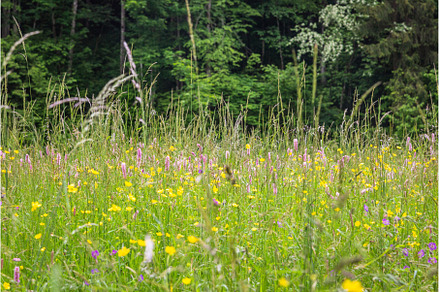 Purple and yellow flowers in bloom, a Nature Photo by Rodica Ciorba