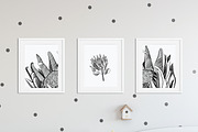 Protea Illustration Vector, an Illustration by Pretty Please Lara (Thumbnail 5 of 6)