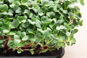 Microgreens growing in a black plastic container on a wooden tab, a Food & Drink Photo by Olena Rudo