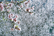Blossoming almond trees, a Nature Photo by Fruits+Veggies (Thumbnail 9 of 17)