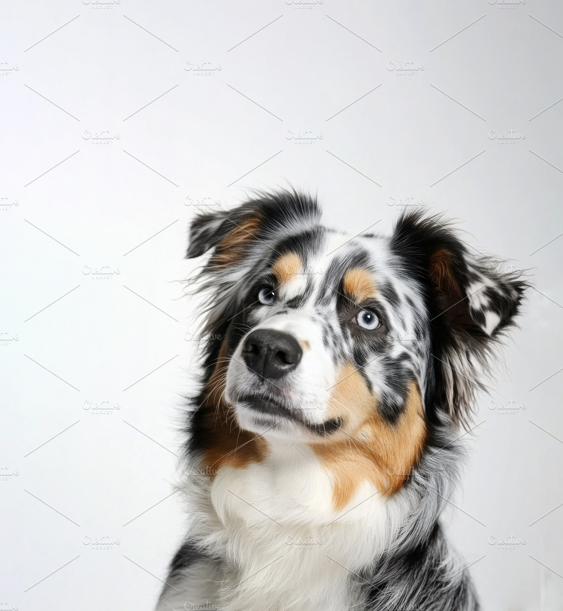 Studio portrait of a blue merle Australian Shepherd dog with blu, an Animal Photo by José Manuel Gelpi