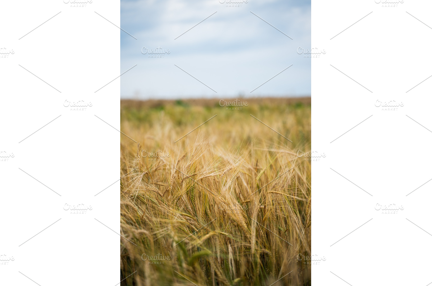 Golden wheat ears swaying in a large, a Nature Photo by volodymyrshtun13795
